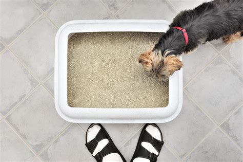 Dog litter box - Details. Ideal for cutting down on messes during puppy potty training. Tray features a perforated grate, so pee flows into the pad underneath, rather than your floor. Leak-proof design includes raised walls, preventing urine from escaping the tray. Grate will keep your furbaby from tearing up icky newspaper or pee pads. 